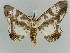  ( - BC ZSM Lep 52256)  @13 [ ] CreativeCommons - Attribution Non-Commercial Share-Alike (2011) Axel Hausmann/Bavarian State Collection of Zoology (ZSM) SNSB, Zoologische Staatssammlung Muenchen