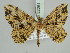  (Carige scutilimbata - BC ZSM Lep 52261)  @11 [ ] CreativeCommons - Attribution Non-Commercial Share-Alike (2011) Axel Hausmann/Bavarian State Collection of Zoology (ZSM) SNSB, Zoologische Staatssammlung Muenchen