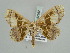  ( - BC ZSM Lep 52262)  @11 [ ] CreativeCommons - Attribution Non-Commercial Share-Alike (2011) Axel Hausmann/Bavarian State Collection of Zoology (ZSM) SNSB, Zoologische Staatssammlung Muenchen