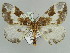  (Chartographa fabiolaria - BC ZSM Lep 52269)  @11 [ ] CreativeCommons - Attribution Non-Commercial Share-Alike (2011) Axel Hausmann/Bavarian State Collection of Zoology (ZSM) SNSB, Zoologische Staatssammlung Muenchen