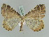  (Ourapteryx flavovirens - BC ZSM Lep 52270)  @14 [ ] CreativeCommons - Attribution Non-Commercial Share-Alike (2011) Axel Hausmann/Bavarian State Collection of Zoology (ZSM) SNSB, Zoologische Staatssammlung Muenchen