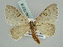  (Naxidia - BC ZSM Lep 52278)  @14 [ ] CreativeCommons - Attribution Non-Commercial Share-Alike (2011) Axel Hausmann/Bavarian State Collection of Zoology (ZSM) SNSB, Zoologische Staatssammlung Muenchen