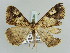  (Gasterocome pannosaria - BC ZSM Lep 52282)  @11 [ ] CreativeCommons - Attribution Non-Commercial Share-Alike (2011) Axel Hausmann/Bavarian State Collection of Zoology (ZSM) SNSB, Zoologische Staatssammlung Muenchen