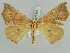  ( - BC ZSM Lep 52294)  @11 [ ] CreativeCommons - Attribution Non-Commercial Share-Alike (2011) Axel Hausmann/Bavarian State Collection of Zoology (ZSM) SNSB, Zoologische Staatssammlung Muenchen