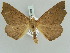  ( - BC ZSM Lep 52295)  @11 [ ] CreativeCommons - Attribution Non-Commercial Share-Alike (2011) Axel Hausmann/Bavarian State Collection of Zoology (ZSM) SNSB, Zoologische Staatssammlung Muenchen