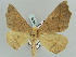  ( - BC ZSM Lep 52296)  @11 [ ] CreativeCommons - Attribution Non-Commercial Share-Alike (2011) Axel Hausmann/Bavarian State Collection of Zoology (ZSM) SNSB, Zoologische Staatssammlung Muenchen