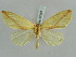  (Parabapta unifasciata - BC ZSM Lep 52301)  @11 [ ] CreativeCommons - Attribution Non-Commercial Share-Alike (2011) Axel Hausmann/Bavarian State Collection of Zoology (ZSM) SNSB, Zoologische Staatssammlung Muenchen