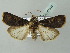  ( - BC ZSM Lep 53841)  @14 [ ] CreativeCommons - Attribution Non-Commercial Share-Alike (2011) Axel Hausmann/Bavarian State Collection of Zoology (ZSM) SNSB, Zoologische Staatssammlung Muenchen