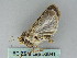 ( - BC ZSM Lep 53841)  @13 [ ] CreativeCommons - Attribution Non-Commercial Share-Alike (2011) Axel Hausmann/Bavarian State Collection of Zoology (ZSM) SNSB, Zoologische Staatssammlung Muenchen