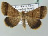  (Plecoptera recta - BC ZSM Lep 53842)  @14 [ ] CreativeCommons - Attribution Non-Commercial Share-Alike (2011) Axel Hausmann/Bavarian State Collection of Zoology (ZSM) SNSB, Zoologische Staatssammlung Muenchen