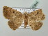  ( - BC ZSM Lep 53848)  @12 [ ] CreativeCommons - Attribution Non-Commercial Share-Alike (2011) Axel Hausmann/Bavarian State Collection of Zoology (ZSM) SNSB, Zoologische Staatssammlung Muenchen