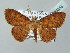  ( - BC ZSM Lep 53855)  @15 [ ] CreativeCommons - Attribution Non-Commercial Share-Alike (2011) Axel Hausmann/Bavarian State Collection of Zoology (ZSM) SNSB, Zoologische Staatssammlung Muenchen