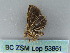  ( - BC ZSM Lep 53861)  @12 [ ] CreativeCommons - Attribution Non-Commercial Share-Alike (2011) Axel Hausmann/Bavarian State Collection of Zoology (ZSM) SNSB, Zoologische Staatssammlung Muenchen