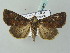  ( - BC ZSM Lep 53867)  @13 [ ] CreativeCommons - Attribution Non-Commercial Share-Alike (2011) Axel Hausmann/Bavarian State Collection of Zoology (ZSM) SNSB, Zoologische Staatssammlung Muenchen