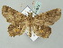  ( - BC ZSM Lep 53874)  @12 [ ] CreativeCommons - Attribution Non-Commercial Share-Alike (2011) Axel Hausmann/Bavarian State Collection of Zoology (ZSM) SNSB, Zoologische Staatssammlung Muenchen