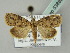  (Giaura multipunctata - BC ZSM Lep 53889)  @13 [ ] CreativeCommons - Attribution Non-Commercial Share-Alike (2011) Axel Hausmann/Bavarian State Collection of Zoology (ZSM) SNSB, Zoologische Staatssammlung Muenchen