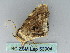  ( - BC ZSM Lep 53904)  @12 [ ] CreativeCommons - Attribution Non-Commercial Share-Alike (2011) Axel Hausmann/Bavarian State Collection of Zoology (ZSM) SNSB, Zoologische Staatssammlung Muenchen