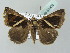  ( - BC ZSM Lep 53908)  @12 [ ] CreativeCommons - Attribution Non-Commercial Share-Alike (2011) Axel Hausmann/Bavarian State Collection of Zoology (ZSM) SNSB, Zoologische Staatssammlung Muenchen