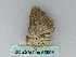 ( - BC ZSM Lep 53908)  @12 [ ] CreativeCommons - Attribution Non-Commercial Share-Alike (2011) Axel Hausmann/Bavarian State Collection of Zoology (ZSM) SNSB, Zoologische Staatssammlung Muenchen
