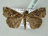  ( - BC ZSM Lep 53911)  @13 [ ] CreativeCommons - Attribution Non-Commercial Share-Alike (2011) Axel Hausmann/Bavarian State Collection of Zoology (ZSM) SNSB, Zoologische Staatssammlung Muenchen