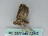  ( - BC ZSM Lep 53915)  @13 [ ] CreativeCommons - Attribution Non-Commercial Share-Alike (2011) Axel Hausmann/Bavarian State Collection of Zoology (ZSM) SNSB, Zoologische Staatssammlung Muenchen