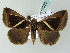  ( - BC ZSM Lep 53923)  @12 [ ] CreativeCommons - Attribution Non-Commercial Share-Alike (2011) Axel Hausmann/Bavarian State Collection of Zoology (ZSM) SNSB, Zoologische Staatssammlung Muenchen
