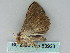  ( - BC ZSM Lep 53923)  @12 [ ] CreativeCommons - Attribution Non-Commercial Share-Alike (2011) Axel Hausmann/Bavarian State Collection of Zoology (ZSM) SNSB, Zoologische Staatssammlung Muenchen