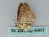  ( - BC ZSM Lep 53933)  @12 [ ] CreativeCommons - Attribution Non-Commercial Share-Alike (2011) Axel Hausmann/Bavarian State Collection of Zoology (ZSM) SNSB, Zoologische Staatssammlung Muenchen