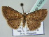  (Homodes AH02Th - BC ZSM Lep 53952)  @13 [ ] CreativeCommons - Attribution Non-Commercial Share-Alike (2011) Axel Hausmann/Bavarian State Collection of Zoology (ZSM) SNSB, Zoologische Staatssammlung Muenchen