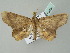  ( - BC ZSM Lep 53954)  @12 [ ] CreativeCommons - Attribution Non-Commercial Share-Alike (2011) Axel Hausmann/Bavarian State Collection of Zoology (ZSM) SNSB, Zoologische Staatssammlung Muenchen