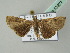  ( - BC ZSM Lep 53977)  @13 [ ] CreativeCommons - Attribution Non-Commercial Share-Alike (2011) Axel Hausmann/Bavarian State Collection of Zoology (ZSM) SNSB, Zoologische Staatssammlung Muenchen
