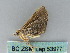  ( - BC ZSM Lep 53977)  @12 [ ] CreativeCommons - Attribution Non-Commercial Share-Alike (2011) Axel Hausmann/Bavarian State Collection of Zoology (ZSM) SNSB, Zoologische Staatssammlung Muenchen