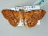  (Homodes AH01Th - BC ZSM Lep 53979)  @13 [ ] CreativeCommons - Attribution Non-Commercial Share-Alike (2011) Axel Hausmann/Bavarian State Collection of Zoology (ZSM) SNSB, Zoologische Staatssammlung Muenchen