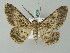  (Cleora propulsaria - BC ZSM Lep 54005)  @14 [ ] CreativeCommons - Attribution Non-Commercial Share-Alike (2011) Axel Hausmann/Bavarian State Collection of Zoology (ZSM) SNSB, Zoologische Staatssammlung Muenchen