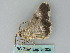  ( - BC ZSM Lep 54005)  @13 [ ] CreativeCommons - Attribution Non-Commercial Share-Alike (2011) Axel Hausmann/Bavarian State Collection of Zoology (ZSM) SNSB, Zoologische Staatssammlung Muenchen