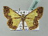  ( - BC ZSM Lep 54006)  @14 [ ] CreativeCommons - Attribution Non-Commercial Share-Alike (2011) Axel Hausmann/Bavarian State Collection of Zoology (ZSM) SNSB, Zoologische Staatssammlung Muenchen
