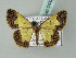  ( - BC ZSM Lep 54007)  @14 [ ] CreativeCommons - Attribution Non-Commercial Share-Alike (2011) Axel Hausmann/Bavarian State Collection of Zoology (ZSM) SNSB, Zoologische Staatssammlung Muenchen