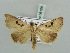  ( - BC ZSM Lep 56108)  @12 [ ] CreativeCommons - Attribution Non-Commercial Share-Alike (2011) Axel Hausmann/Bavarian State Collection of Zoology (ZSM) SNSB, Zoologische Staatssammlung Muenchen