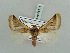  (Cromobergia - BC ZSM Lep 56111)  @12 [ ] CreativeCommons - Attribution Non-Commercial Share-Alike (2011) Axel Hausmann/Bavarian State Collection of Zoology (ZSM) SNSB, Zoologische Staatssammlung Muenchen