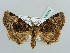  (Cropia poliomera - BC ZSM Lep 56114)  @14 [ ] CreativeCommons - Attribution Non-Commercial Share-Alike (2011) Axel Hausmann/Bavarian State Collection of Zoology (ZSM) SNSB, Zoologische Staatssammlung Muenchen