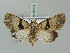  ( - BC ZSM Lep 56115)  @14 [ ] CreativeCommons - Attribution Non-Commercial Share-Alike (2011) Axel Hausmann/Bavarian State Collection of Zoology (ZSM) SNSB, Zoologische Staatssammlung Muenchen