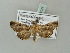  ( - BC ZSM Lep 56121)  @13 [ ] CreativeCommons - Attribution Non-Commercial Share-Alike (2011) Axel Hausmann/Bavarian State Collection of Zoology (ZSM) SNSB, Zoologische Staatssammlung Muenchen