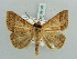  (Baniana gulussa - BC ZSM Lep 56126)  @11 [ ] CreativeCommons - Attribution Non-Commercial Share-Alike (2011) Axel Hausmann/Bavarian State Collection of Zoology (ZSM) SNSB, Zoologische Staatssammlung Muenchen