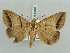  (Perasia flexa - BC ZSM Lep 56135)  @13 [ ] CreativeCommons - Attribution Non-Commercial Share-Alike (2011) Axel Hausmann/Bavarian State Collection of Zoology (ZSM) SNSB, Zoologische Staatssammlung Muenchen
