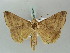  (Mocis antillesia - BC ZSM Lep 56141)  @11 [ ] CreativeCommons - Attribution Non-Commercial Share-Alike (2011) Axel Hausmann/Bavarian State Collection of Zoology (ZSM) SNSB, Zoologische Staatssammlung Muenchen