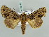  (Heterochroma exundata - BC ZSM Lep 56146)  @15 [ ] CreativeCommons - Attribution Non-Commercial Share-Alike (2011) Axel Hausmann/Bavarian State Collection of Zoology (ZSM) SNSB, Zoologische Staatssammlung Muenchen