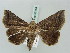  ( - BC ZSM Lep 56154)  @14 [ ] CreativeCommons - Attribution Non-Commercial Share-Alike (2011) Axel Hausmann/Bavarian State Collection of Zoology (ZSM) SNSB, Zoologische Staatssammlung Muenchen