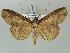  ( - BC ZSM Lep 56160)  @11 [ ] CreativeCommons - Attribution Non-Commercial Share-Alike (2011) Axel Hausmann/Bavarian State Collection of Zoology (ZSM) SNSB, Zoologische Staatssammlung Muenchen