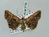  ( - BC ZSM Lep 56163)  @14 [ ] CreativeCommons - Attribution Non-Commercial Share-Alike (2011) Axel Hausmann/Bavarian State Collection of Zoology (ZSM) SNSB, Zoologische Staatssammlung Muenchen