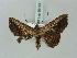  ( - BC ZSM Lep 56164)  @14 [ ] CreativeCommons - Attribution Non-Commercial Share-Alike (2011) Axel Hausmann/Bavarian State Collection of Zoology (ZSM) SNSB, Zoologische Staatssammlung Muenchen